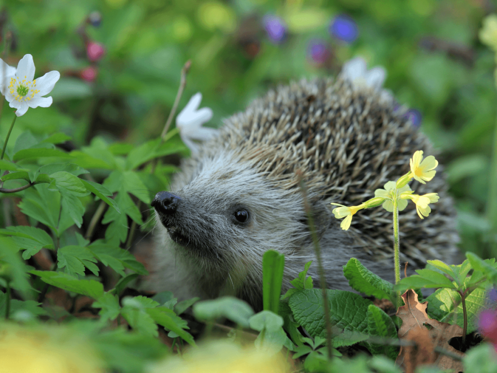 Working together to protect hedgehogs