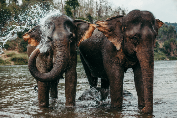 Partner, Duncan McNair, has been the driving force via his charity Save The Asian Elephants behind one of the most influential items of animal welfare legislation ever seen in the UK.